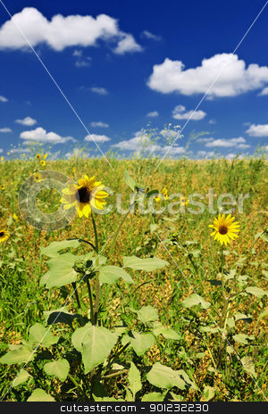 To use this stock image in your creative project, please select the size you need over to the right and click the "Add to Cart" button.
Your downloaded image will come with the Cutcaster watermark removed so don’t worry about the watermark you see on this page. Sunflowers in prairie stock photo, Sunflower plants growing in prairie field in Saskatchewan Canada by Elena Elisseeva