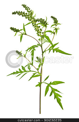 To use this stock image in your creative project, please select the size you need over to the right and click the "Add to Cart" button.
Your downloaded image will come with the Cutcaster watermark removed so don’t worry about the watermark you see on this page. Ragweed plant stock photo, Ragweed plant in allergy season isolated on white background, common allergen by Elena Elisseeva