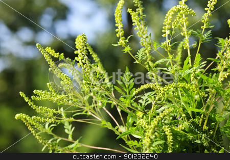 To use this stock image in your creative project, please select the size you need over to the right and click the "Add to Cart" button.
Your downloaded image will come with the Cutcaster watermark removed so don’t worry about the watermark you see on this page. Ragweed plant stock photo, Flowering ragweed plant growing outside, a common allergen by Elena Elisseeva