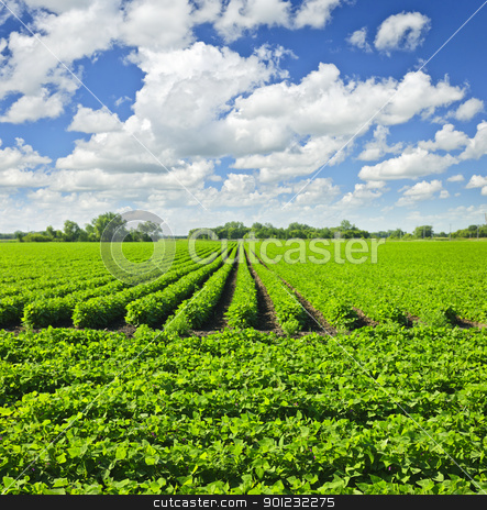 To use this stock image in your creative project, please select the size you need over to the right and click the "Add to Cart" button.
Your downloaded image will come with the Cutcaster watermark removed so don’t worry about the watermark you see on this page. Rows of soy plants in a field stock photo, Rows of soy plants in a cultivated farmers field by Elena Elisseeva
