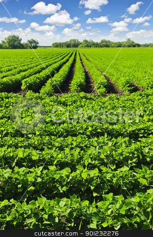 To use this stock image in your creative project, please select the size you need over to the right and click the "Add to Cart" button.
Your downloaded image will come with the Cutcaster watermark removed so don’t worry about the watermark you see on this page. Rows of soy plants in a field stock photo, Rows of soy plants in a cultivated farmers field by Elena Elisseeva