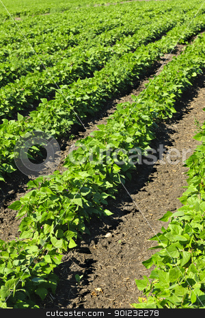 To use this stock image in your creative project, please select the size you need over to the right and click the "Add to Cart" button.
Your downloaded image will come with the Cutcaster watermark removed so don’t worry about the watermark you see on this page. Rows of soy plants in a field stock photo, Rows of soy plants in a cultivated farmers field by Elena Elisseeva
