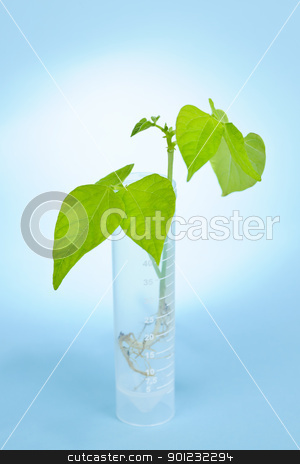 To use this stock image in your creative project, please select the size you need over to the right and click the "Add to Cart" button.
Your downloaded image will come with the Cutcaster watermark removed so don’t worry about the watermark you see on this page. GM plant seedling in test tube stock photo, Genetically modified plant seedling in test tube on blue background by Elena Elisseeva