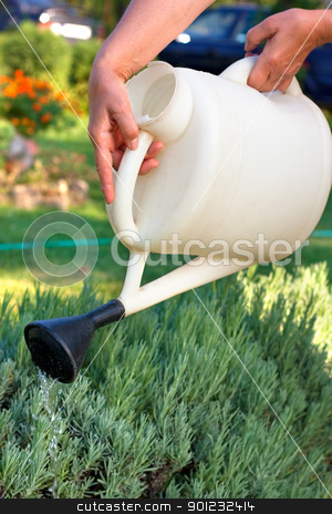 To use this stock image in your creative project, please select the size you need over to the right and click the "Add to Cart" button.
Your downloaded image will come with the Cutcaster watermark removed so don’t worry about the watermark you see on this page. Watering stock photo, Female hands holding watering can and watering lavender in the garden.Shallow DOF by borojoint