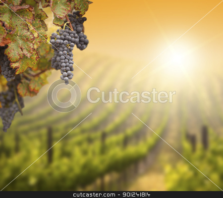 To use this stock image in your creative project, please select the size you need over to the right and click the "Add to Cart" button.
Your downloaded image will come with the Cutcaster watermark removed so don’t worry about the watermark you see on this page. Lush Grape Vine with Blurry Vineyard Background stock photo, Beautiful Lush Grape Vine In The Morning Mist and Sun with Room for Your Own Text on Blurry Vineyard Background. by Andy Dean