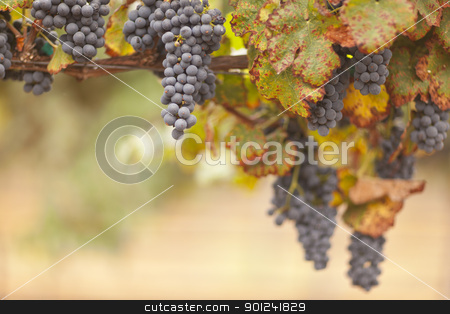 To use this stock image in your creative project, please select the size you need over to the right and click the "Add to Cart" button.
Your downloaded image will come with the Cutcaster watermark removed so don’t worry about the watermark you see on this page. Beautiful Lush Grape Vineyard in The Morning Sun and Mist stock photo, Beautiful Lush Grape Vineyard In The Morning Mist and Sun. by Andy Dean
