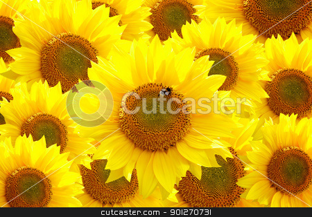 To use this stock image in your creative project, please select the size you need over to the right and click the "Add to Cart" button.
Your downloaded image will come with the Cutcaster watermark removed so don’t worry about the watermark you see on this page. Sunflowers stock photo, Sunflowers by Lasse Kristensen@gmail.com