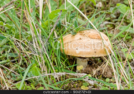 To use this stock image in your creative project, please select the size you need over to the right and click the "Add to Cart" button.
Your downloaded image will come with the Cutcaster watermark removed so don’t worry about the watermark you see on this page. seasonal mushrooms stock photo, seasonal mushrooms in their natural habitat
by luiscar
