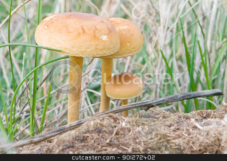 To use this stock image in your creative project, please select the size you need over to the right and click the "Add to Cart" button.
Your downloaded image will come with the Cutcaster watermark removed so don’t worry about the watermark you see on this page. seasonal mushrooms stock photo, seasonal mushrooms in their natural habitat
by luiscar