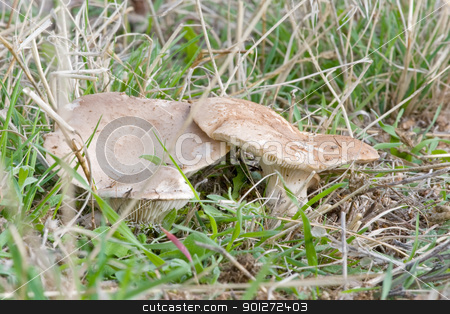 To use this stock image in your creative project, please select the size you need over to the right and click the "Add to Cart" button.
Your downloaded image will come with the Cutcaster watermark removed so don’t worry about the watermark you see on this page. seasonal mushrooms stock photo, seasonal mushrooms in their natural habitat
by luiscar
