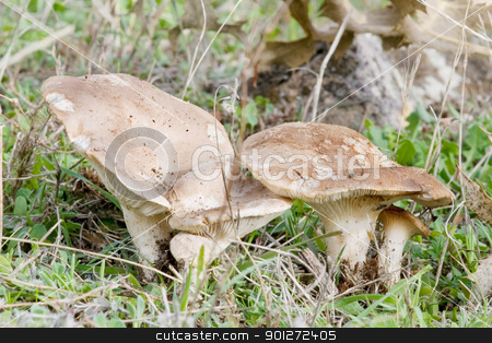 To use this stock image in your creative project, please select the size you need over to the right and click the "Add to Cart" button.
Your downloaded image will come with the Cutcaster watermark removed so don’t worry about the watermark you see on this page. seasonal mushrooms stock photo, seasonal mushrooms in their natural habitat
by luiscar