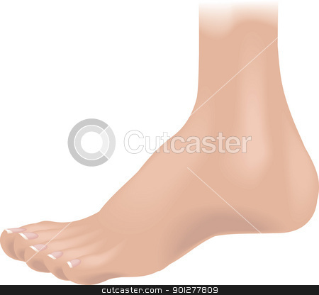 To use this stock image in your creative project, please select the size you need over to the right and click the "Add to Cart" button.
Your downloaded image will come with the Cutcaster watermark removed so don’t worry about the watermark you see on this page. foot Illustration stock vector clipart, An illustration of a human foot, no meshes used by Christos Georghiou