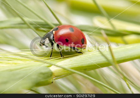 To use this stock image in your creative project, please select the size you need over to the right and click the "Add to Cart" button.
Your downloaded image will come with the Cutcaster watermark removed so don’t worry about the watermark you see on this page. ladybug stock photo, ladybug lands on the field during the spring
by luiscar