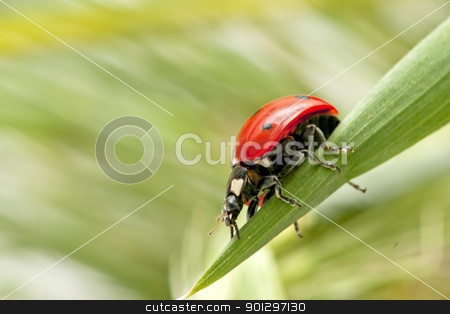 To use this stock image in your creative project, please select the size you need over to the right and click the "Add to Cart" button.
Your downloaded image will come with the Cutcaster watermark removed so don’t worry about the watermark you see on this page. ladybug stock photo, ladybug lands on the field during the spring
by luiscar