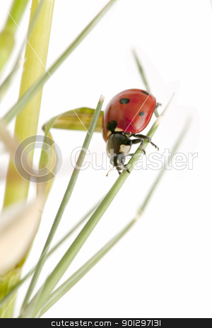To use this stock image in your creative project, please select the size you need over to the right and click the "Add to Cart" button.
Your downloaded image will come with the Cutcaster watermark removed so don’t worry about the watermark you see on this page. ladybug stock photo, ladybug on white background by luiscar