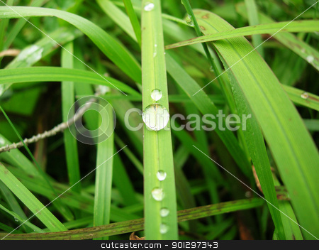 To use this stock image in your creative project, please select the size you need over to the right and click the "Add to Cart" button.
Your downloaded image will come with the Cutcaster watermark removed so don’t worry about the watermark you see on this page. Water Drop stock photo, A water drop on a grass blade macro by Tyler Olson