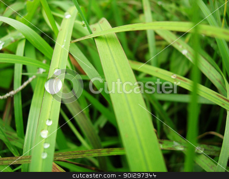 To use this stock image in your creative project, please select the size you need over to the right and click the "Add to Cart" button.
Your downloaded image will come with the Cutcaster watermark removed so don’t worry about the watermark you see on this page. Water Drop on Grass stock photo, A water drop on a grass blade macro by Tyler Olson