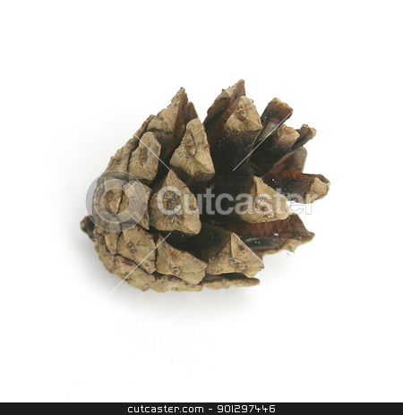 To use this stock image in your creative project, please select the size you need over to the right and click the "Add to Cart" button.
Your downloaded image will come with the Cutcaster watermark removed so don’t worry about the watermark you see on this page. Pine Cone stock photo, Pine cone isolated on white by Tyler Olson