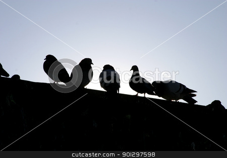 To use this stock image in your creative project, please select the size you need over to the right and click the "Add to Cart" button.
Your downloaded image will come with the Cutcaster watermark removed so don’t worry about the watermark you see on this page. Urban Birds stock photo, Birds lined up on the top of the building by Tyler Olson