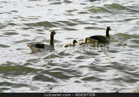 To use this stock image in your creative project, please select the size you need over to the right and click the "Add to Cart" button.
Your downloaded image will come with the Cutcaster watermark removed so don’t worry about the watermark you see on this page. Duck Family stock photo, Duck family swimming in the ocean. by Tyler Olson