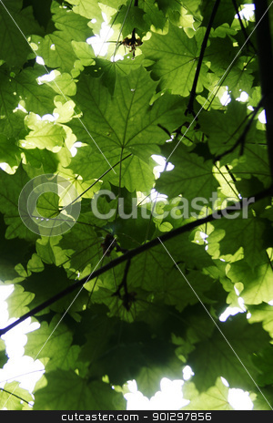 To use this stock image in your creative project, please select the size you need over to the right and click the "Add to Cart" button.
Your downloaded image will come with the Cutcaster watermark removed so don’t worry about the watermark you see on this page. Green Leaf Texture stock photo, Bright green tree leaf texture by Tyler Olson