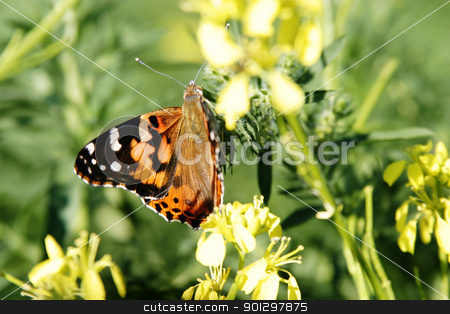 To use this stock image in your creative project, please select the size you need over to the right and click the "Add to Cart" button.
Your downloaded image will come with the Cutcaster watermark removed so don’t worry about the watermark you see on this page. Painted Lady Butterfly stock photo, Painted lady butterfly (Vanessa virginiensis) in a field of wild mustard by Tyler Olson