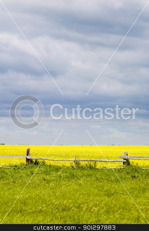 To use this stock image in your creative project, please select the size you need over to the right and click the "Add to Cart" button.
Your downloaded image will come with the Cutcaster watermark removed so don’t worry about the watermark you see on this page. Prairie Landscape - Fence Line stock photo, Prairie landscape with old fence line. by Tyler Olson