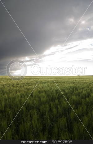 To use this stock image in your creative project, please select the size you need over to the right and click the "Add to Cart" button.
Your downloaded image will come with the Cutcaster watermark removed so don’t worry about the watermark you see on this page. Wheat Field stock photo, Prairie Wheat Field by Tyler Olson