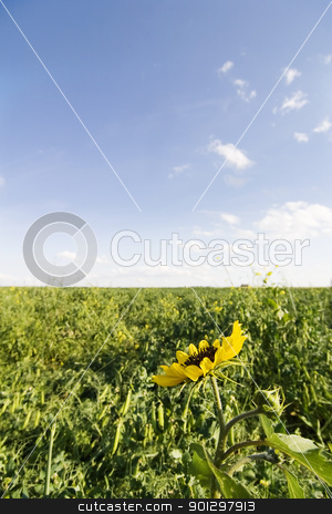 To use this stock image in your creative project, please select the size you need over to the right and click the "Add to Cart" button.
Your downloaded image will come with the Cutcaster watermark removed so don’t worry about the watermark you see on this page. Wild Sunflower stock photo, Wild Sunflower (Helianthus annuus) by Tyler Olson