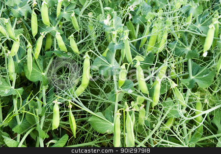 To use this stock image in your creative project, please select the size you need over to the right and click the "Add to Cart" button.
Your downloaded image will come with the Cutcaster watermark removed so don’t worry about the watermark you see on this page. Chickpea Plant stock photo, Chickpea plant detail by Tyler Olson