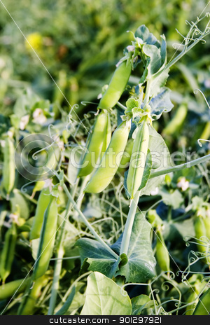 To use this stock image in your creative project, please select the size you need over to the right and click the "Add to Cart" button.
Your downloaded image will come with the Cutcaster watermark removed so don’t worry about the watermark you see on this page. Chickpea Plant stock photo, Chickpea plant detail by Tyler Olson