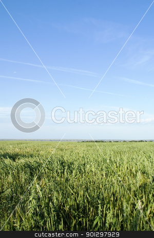 To use this stock image in your creative project, please select the size you need over to the right and click the "Add to Cart" button.
Your downloaded image will come with the Cutcaster watermark removed so don’t worry about the watermark you see on this page. Oats Landscape stock photo, Prairie landscape of an oat field. by Tyler Olson