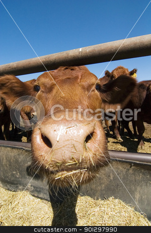 To use this stock image in your creative project, please select the size you need over to the right and click the "Add to Cart" button.
Your downloaded image will come with the Cutcaster watermark removed so don’t worry about the watermark you see on this page. Feeding Bunks stock photo, Feeding bunks on a farm in Saskatchewan by Tyler Olson