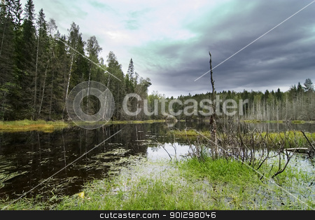 To use this stock image in your creative project, please select the size you need over to the right and click the "Add to Cart" button.
Your downloaded image will come with the Cutcaster watermark removed so don’t worry about the watermark you see on this page. Forest Marsh stock photo, Marsh in the Oslo forest. by Tyler Olson