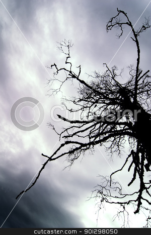 To use this stock image in your creative project, please select the size you need over to the right and click the "Add to Cart" button.
Your downloaded image will come with the Cutcaster watermark removed so don’t worry about the watermark you see on this page. Dead Tree stock photo, A tall dead tree standing in a marsh by Tyler Olson