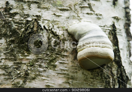 To use this stock image in your creative project, please select the size you need over to the right and click the "Add to Cart" button.
Your downloaded image will come with the Cutcaster watermark removed so don’t worry about the watermark you see on this page. Tree Fungus stock photo, Detail of a fungus growing on the side of a tree by Tyler Olson