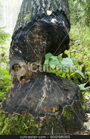 To use this stock image in your creative project, please select the size you need over to the right and click the "Add to Cart" button.
Your downloaded image will come with the Cutcaster watermark removed so don’t worry about the watermark you see on this page. Beaver Cut stock photo, A tree cut down by a beaver by Tyler Olson