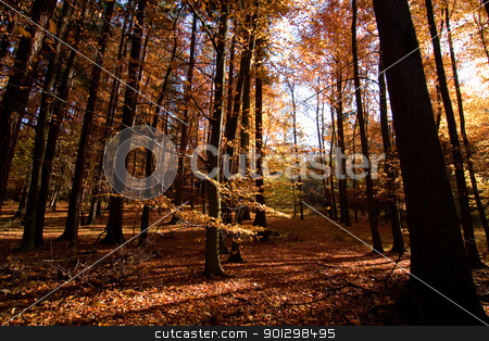 To use this stock image in your creative project, please select the size you need over to the right and click the "Add to Cart" button.
Your downloaded image will come with the Cutcaster watermark removed so don’t worry about the watermark you see on this page. Dark Autumn Forest stock photo, A Romantic autumn forest with golden and red leaves by Tyler Olson