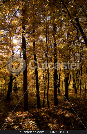 To use this stock image in your creative project, please select the size you need over to the right and click the "Add to Cart" button.
Your downloaded image will come with the Cutcaster watermark removed so don’t worry about the watermark you see on this page. Golden Forest stock photo, A golden forest in the fall by Tyler Olson