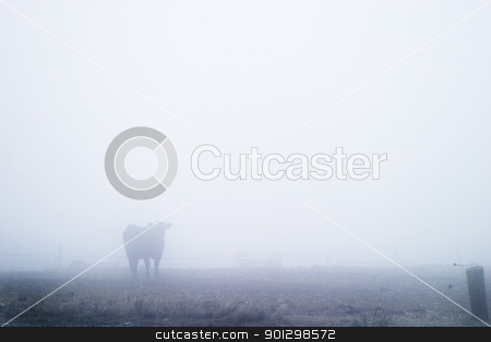 To use this stock image in your creative project, please select the size you need over to the right and click the "Add to Cart" button.
Your downloaded image will come with the Cutcaster watermark removed so don’t worry about the watermark you see on this page. Cow in Fog stock photo, Cow in the fog by Tyler Olson