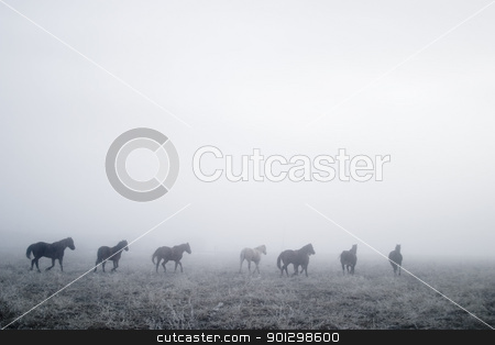 To use this stock image in your creative project, please select the size you need over to the right and click the "Add to Cart" button.
Your downloaded image will come with the Cutcaster watermark removed so don’t worry about the watermark you see on this page. Gallping in the Mist stock photo, Horses galloping in the mist. by Tyler Olson