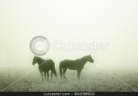 To use this stock image in your creative project, please select the size you need over to the right and click the "Add to Cart" button.
Your downloaded image will come with the Cutcaster watermark removed so don’t worry about the watermark you see on this page. Prairie Horses stock photo, Horses in the mist by Tyler Olson