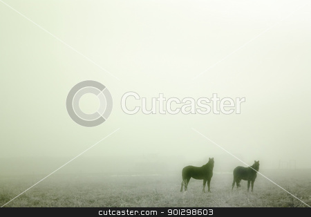 To use this stock image in your creative project, please select the size you need over to the right and click the "Add to Cart" button.
Your downloaded image will come with the Cutcaster watermark removed so don’t worry about the watermark you see on this page. Prairie Horses stock photo, Horses in the mist by Tyler Olson