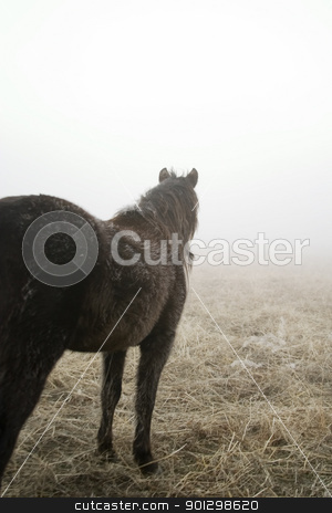 To use this stock image in your creative project, please select the size you need over to the right and click the "Add to Cart" button.
Your downloaded image will come with the Cutcaster watermark removed so don’t worry about the watermark you see on this page. Prairie Horse stock photo, Horse looking out on the prairie. by Tyler Olson