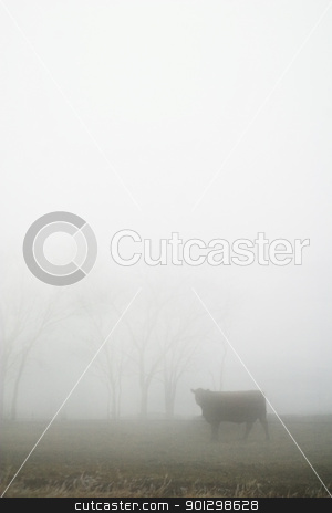 To use this stock image in your creative project, please select the size you need over to the right and click the "Add to Cart" button.
Your downloaded image will come with the Cutcaster watermark removed so don’t worry about the watermark you see on this page. Cow in the Fog stock photo, Cow on the prairie on a foggy winter day by Tyler Olson