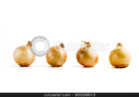 To use this stock image in your creative project, please select the size you need over to the right and click the "Add to Cart" button.
Your downloaded image will come with the Cutcaster watermark removed so don’t worry about the watermark you see on this page. Onion Row stock photo, four onions lined up in a row by Tyler Olson