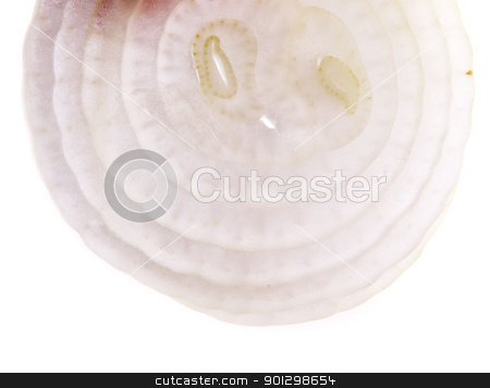To use this stock image in your creative project, please select the size you need over to the right and click the "Add to Cart" button.
Your downloaded image will come with the Cutcaster watermark removed so don’t worry about the watermark you see on this page. Onion Slice Background stock photo, Sliced white onion by Tyler Olson