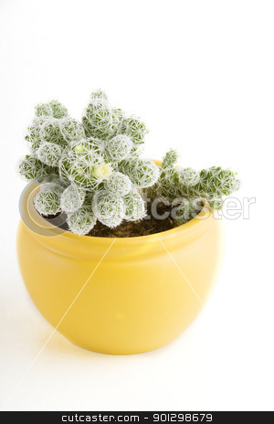 To use this stock image in your creative project, please select the size you need over to the right and click the "Add to Cart" button.
Your downloaded image will come with the Cutcaster watermark removed so don’t worry about the watermark you see on this page. Cactus with Flower stock photo, A small cactus with a small flower beginning to bloom by Tyler Olson
