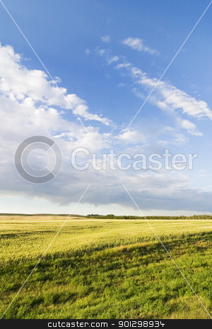 To use this stock image in your creative project, please select the size you need over to the right and click the "Add to Cart" button.
Your downloaded image will come with the Cutcaster watermark removed so don’t worry about the watermark you see on this page. Prairie Sky Landscape stock photo, Prairie Lanscape with a vivid sky by Tyler Olson