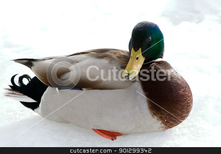 To use this stock image in your creative project, please select the size you need over to the right and click the "Add to Cart" button.
Your downloaded image will come with the Cutcaster watermark removed so don’t worry about the watermark you see on this page. Mallard Duck stock photo, A mallard duck on a background of snow and ice. by Tyler Olson